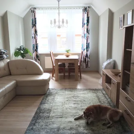 Shiba * Gdansk